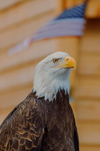 Close-up Of American Eagle Against American Flag In The Background