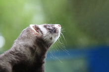 Portrait Of A Domestic Ferret Looking Up With Blurred Background And Copy Space. Moscow, Russia