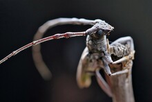 Macro Photography Of Longhorn Beetle
