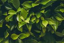 Full Frame Shot Of Green Leaves