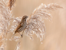 Reed Bunting On Reeds