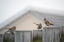 Goldfinch Bird  And Young Perching On Wooden Fence.