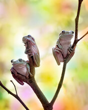 The Australian Green Tree Frog Or Dumpy Tree Frog, With Natural And Colorful Background.