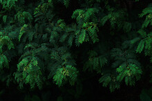 Close-up Of Fern Amidst Trees In Forest