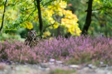 Wall Mural - Euroasian eagle owl sitting in the heather with the autumn forest at his back. Colorful optimistic wildlife photo.