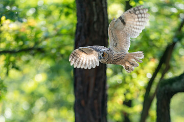 Wall Mural - Flying long-eared owl in forest. Spreaded wings and owl captured from side view.
