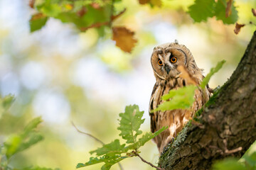 Wall Mural - Long-eared owl sitting on a tree trunk with green leaves and blured sunny background. Owl in natural autumn habitat.