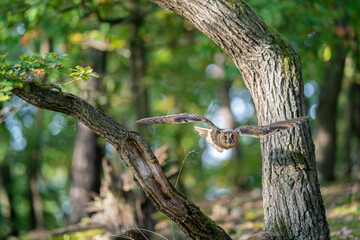 Wall Mural - Owl action shot. Long-eared owl flying through the trees. Asio altus.