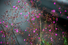 Low Angle View Of Pink Flowering Plants
