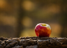 One Perfect Red Apple Perched On A Log On A Fall Day