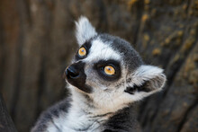 Close-up Of A Lemur Looking Away