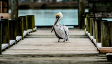 Pelican On A Pier