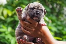 Close-up Of Hand Holding Small Dog