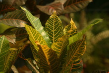 Close-up Of Croton Leaves