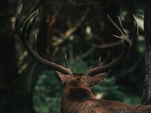 Close-up Of Deer