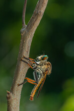 Close-up Of Insect On Branch