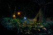canvas print picture - Beautiful fantasy  forest at night with glowing butterflies.