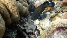 Peacock Grouper Cephalopholis Argus - Coral Fish - Red Sea 4K Video Clip