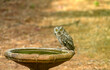 Western Screech Owl on Bird Bath