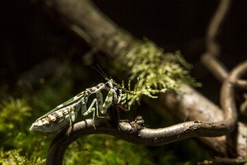 Sticker - A close-up shot of a mantis on a wooden branch.