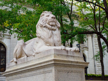 One Of The Stone Lions Flanking The Entrance To The New York City Public Library