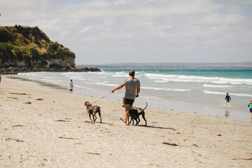 Sticker - A man walking with his dogs on a beautiful sandy beach in Portland, Victoria, Australia