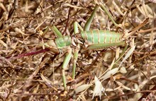 Green Shell Of A Dead Locust, Against Dead Foliage