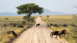 Fototapeta Sawanna - herd of wildebeest