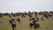 herd of wildebeest migration serengeti