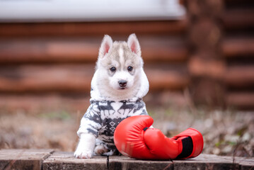 Wall Mural - A husky puppy aged 2 months and red boxing gloves.