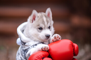 Wall Mural - Cute Puppy Siberian Husky with boxing gloves