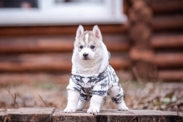 Wall Mural - Cute siberian husky puppy in clothes near a wooden house