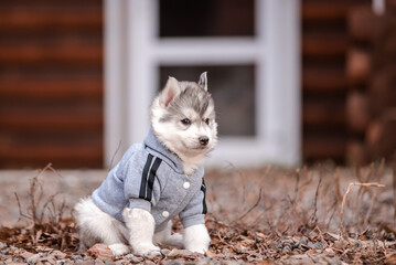 Wall Mural - husky puppy in clothes near a wooden house