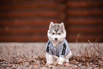 Wall Mural - husky puppy in clothes near a wooden house