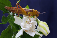 A Yellow Grasshopper Is Eating A Gardenia Flower On A Black Background. 