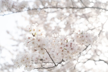 ソメイヨシノの桜の花が満開 春のお花見スポット 日本九州福岡県久留米市