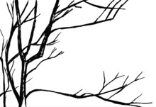 Black Bare Tree Branches On A White Background - Graphic Image