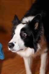 Wall Mural - A vertical shot of a scared black and white dog