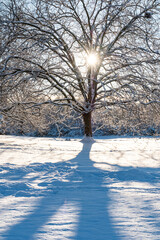 Wall Mural - sunlight shine through the leafless tree branches in the park cast a long shadow on the snow covered ground on a winter morning 