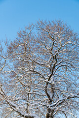 Wall Mural - leafless branches on the tree covered with snow under the clear blue sky