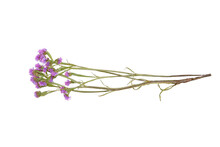 Purple Limonium. Dried Flowers. Statice Sinuata