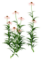 Wall Mural - 3D Rendering Cone Flowers on White