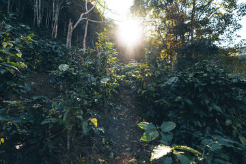 Canvas Print - coffee and arabica coffee plantation harvest day