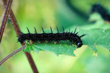 Closeup On A Black And Spiky Caterpillar Of The Peacock Butterfly, Inachis Io Eating Nettles