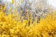 yellow forsythias blooming in public park