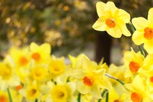 Fresh Beautiful Daffodil Flowers In Gardens