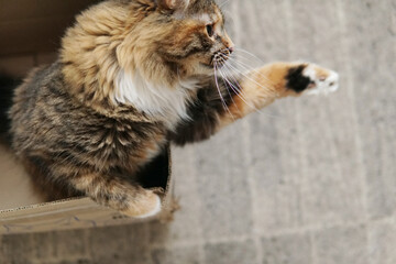 Wall Mural - Fluffy cat playing. He reaches out his paw and catches.