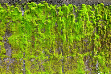 Moss on wall