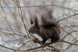 Black squirrel in the winter garden