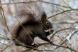 Black squirrel in the winter garden